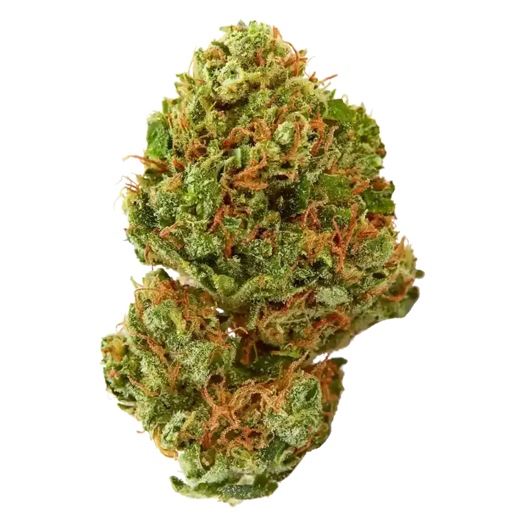 Holistic-Sativa.webp